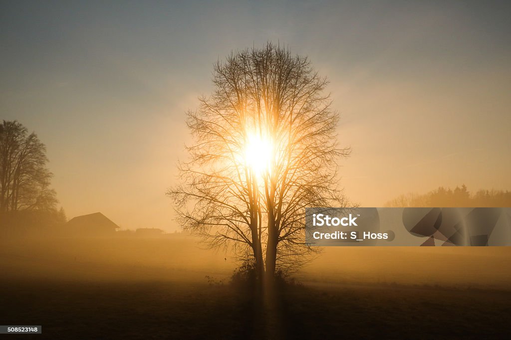 Imagination tree Captured in the dawn, the tree was enlightened by the rising sun. This moment was caught nearby Lake Chiemsee, Bavaria Spirituality Stock Photo