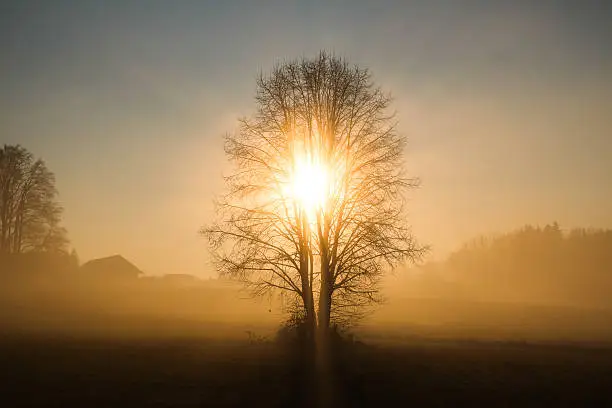 Captured in the dawn, the tree was enlightened by the rising sun. This moment was caught nearby Lake Chiemsee, Bavaria