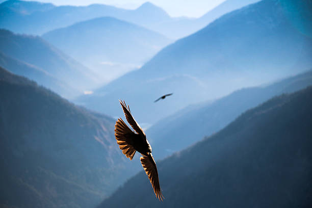 istock Jackdaw flying over the mountains of Bavaria 508524252