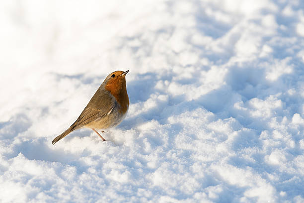istock European robin in snow covered ground on sunny winter day 508524730