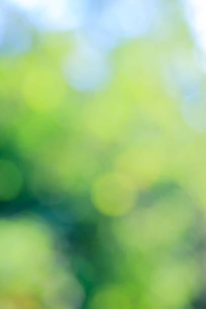 istock Sunny abstract green nature background, selective focus. 508524944