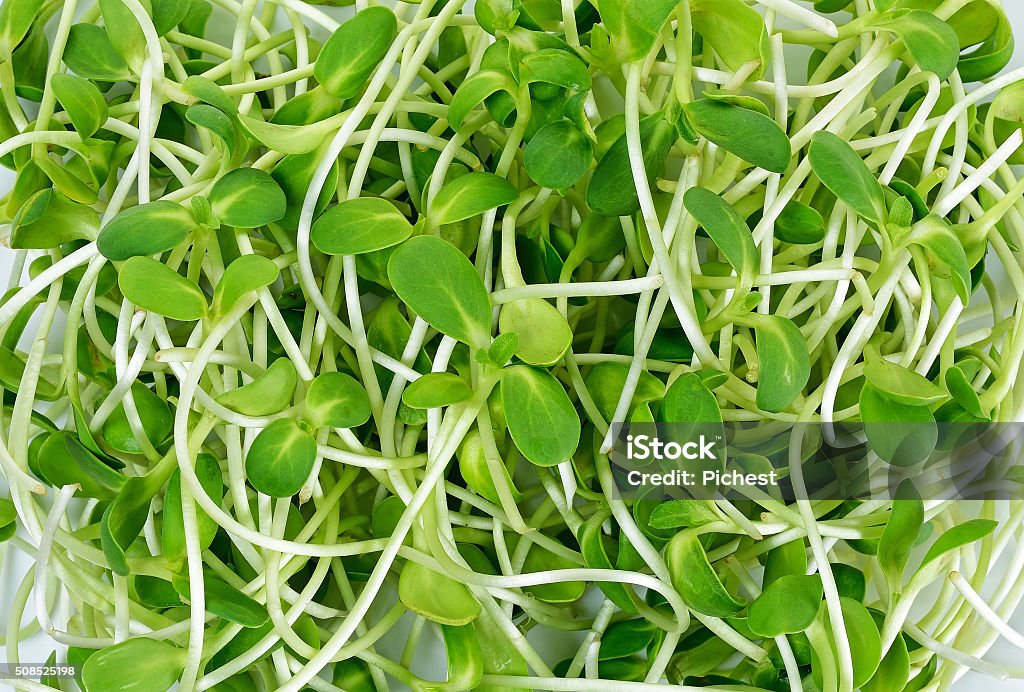 sunflower sprouts on the white background sunflower sprouts on the white background . Backgrounds Stock Photo