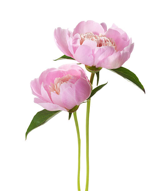 Two light pink peonies Two light pink peonies isolated on white background. peonies stock pictures, royalty-free photos & images