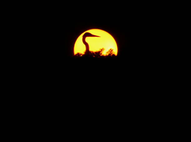 istock The sunset of egrets 508525650