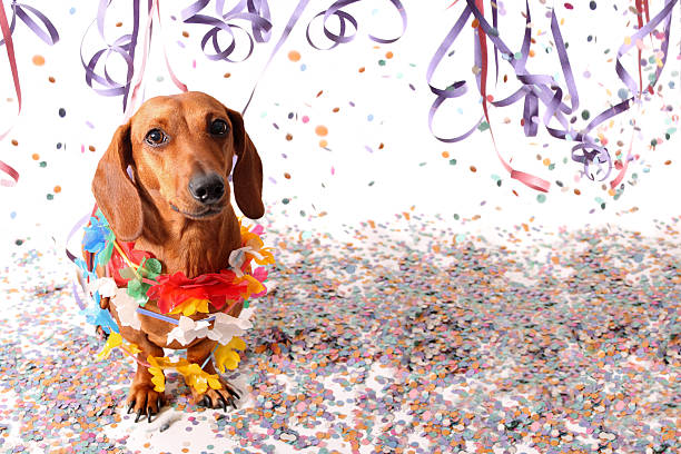istock Sat dachshund at Carnival party 508538404