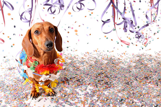 Sat dachshund at Carnival party Sat dachshund at Carnival party - head up. mardi gras confetti stock pictures, royalty-free photos & images