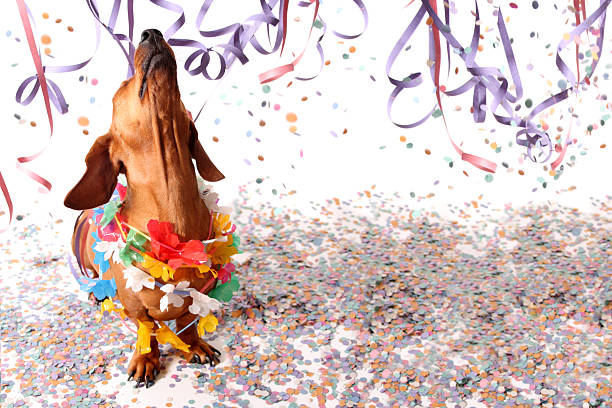 Happy dachshund at Carnival party