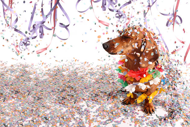 istock Dachshund at Carnival salon 508538468