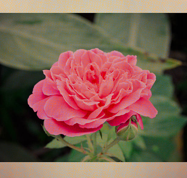 istock vintage rose flower 508538484