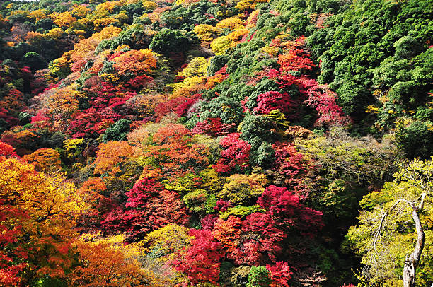 istock Autumn mountain landscape 508538786