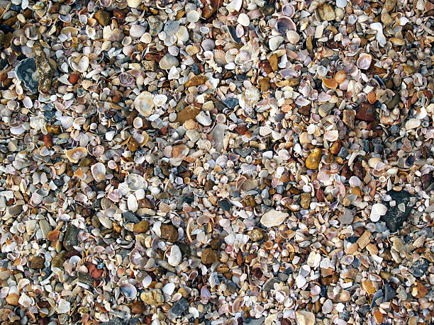 istock Beautiful sea shell as background on the beach 508538986