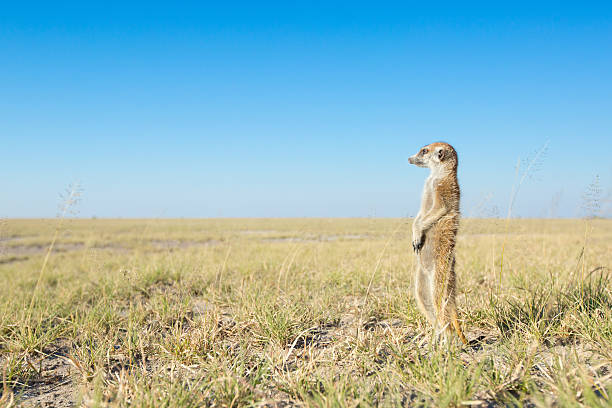 istock Meerkat in the open veld 508539120