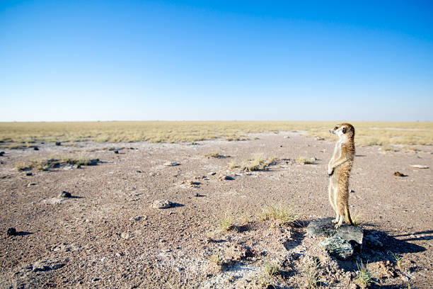 Meerkat in the open veld