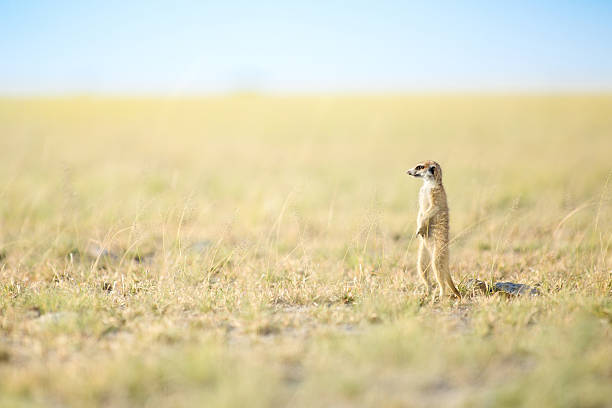 istock Meerkat in the open veld 508539878