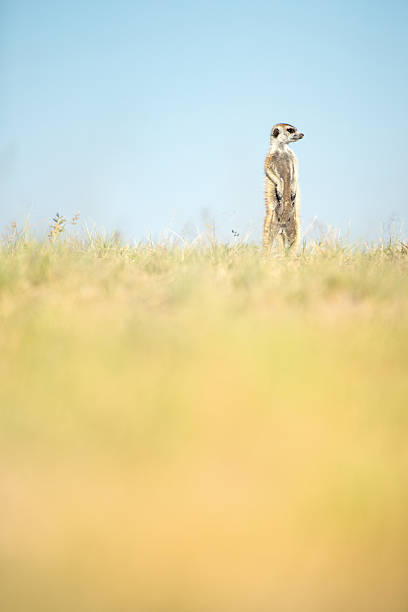 istock Meerkat in the open veld 508540192
