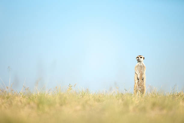 istock Meerkat in the open veld 508540430