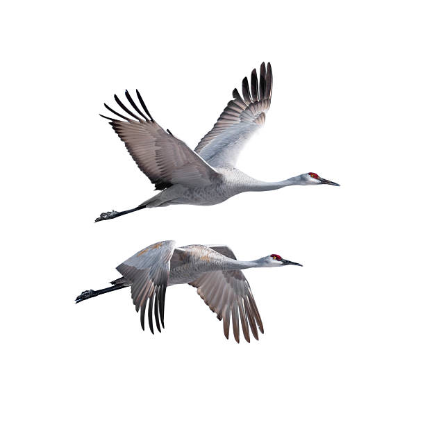 Sandhill Cranes in flight stock photo