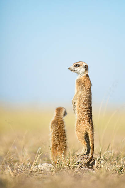 istock Meerkat in the open veld 508541252