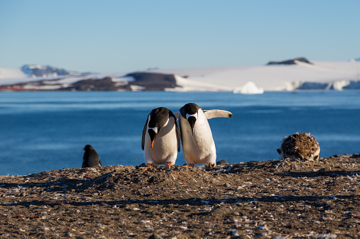 Barrientos Island Adeli penguins, Antarctica