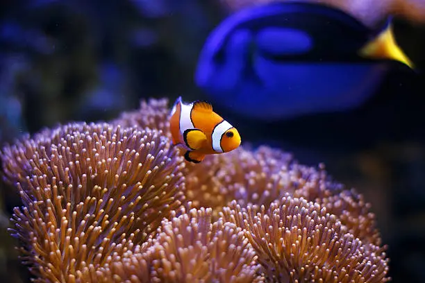 Photo showing a clownfish pictured close-up, with sea anemone coral forming the background.
