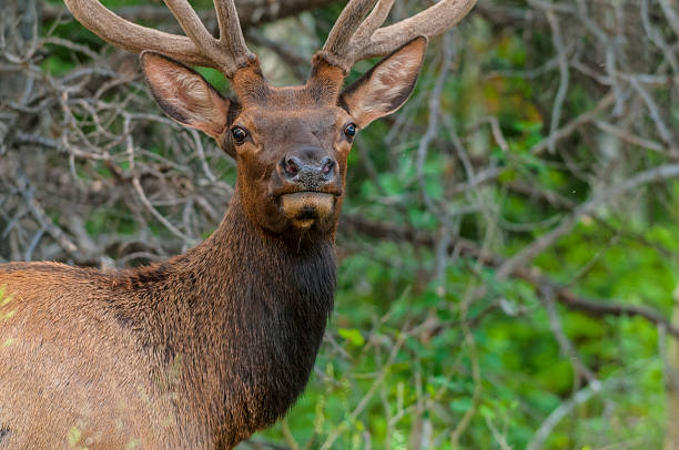 istock Elk looking toward the camera close up 508545343