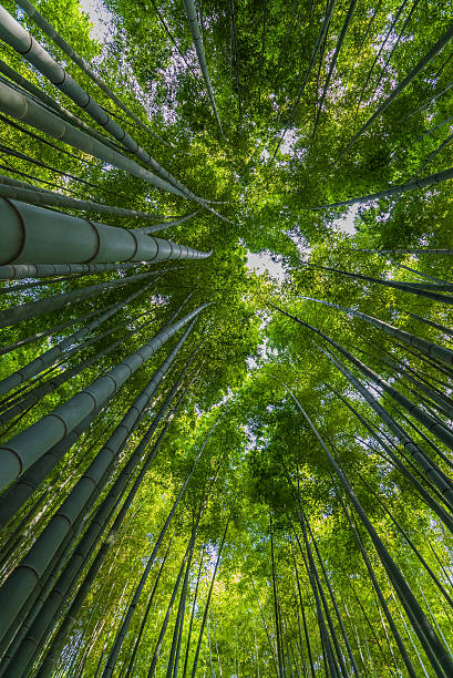 istock Bamboo grove, bamboo forest at Kamakura, Kanagawa, Japan 508545554
