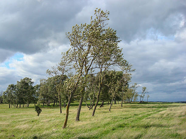 Windy Field bildbanksfoto