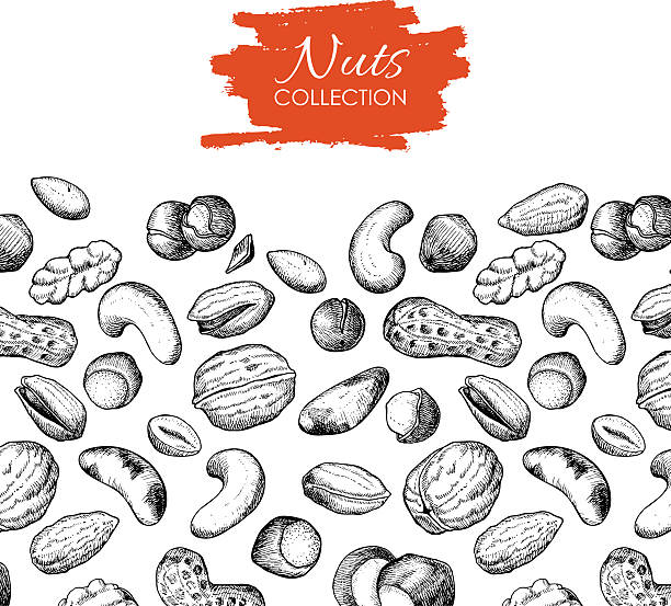 vektor handgezeichnet nüssen und illustrationen. - walnut nut nutshell peanut stock-grafiken, -clipart, -cartoons und -symbole