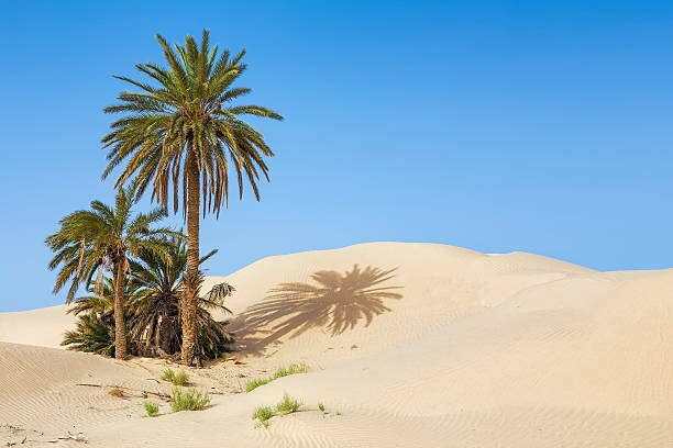 dłoń pustynia oaza z zaafrane/tunezja/afryka północna - oasis sand sand dune desert zdjęcia i obrazy z banku zdjęć