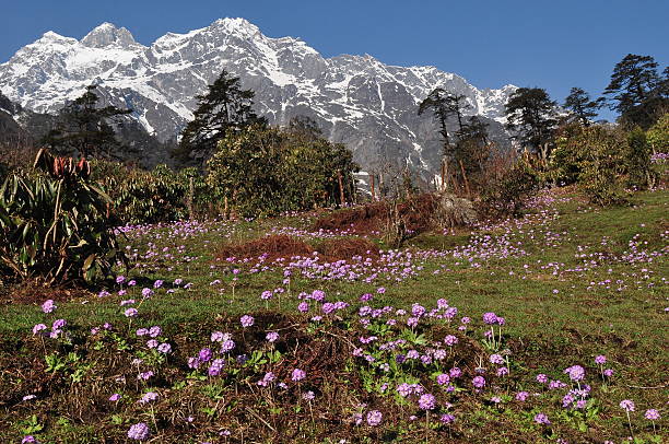 thangu valley - sikkim foto e immagini stock