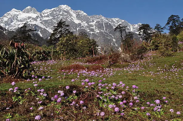 Purple flowers on meadow in thangu valley ,north sikkim.