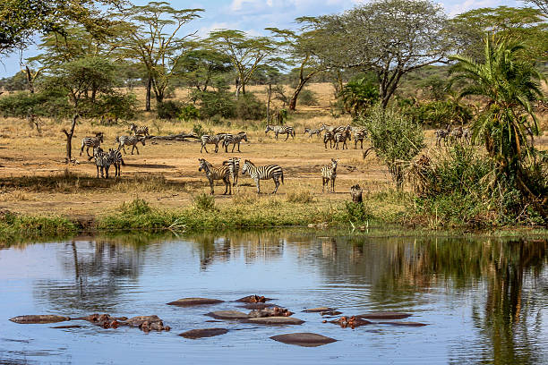 istock Zebras and Hippopotamus in Africa 508546909