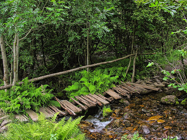 istock wood bridge over a river in the forest 508546977