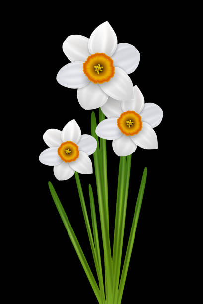 Flowers narcissus illustration Flowers narcissus bouquet, spring white flower on black, vector illustration. paperwhite narcissus stock illustrations