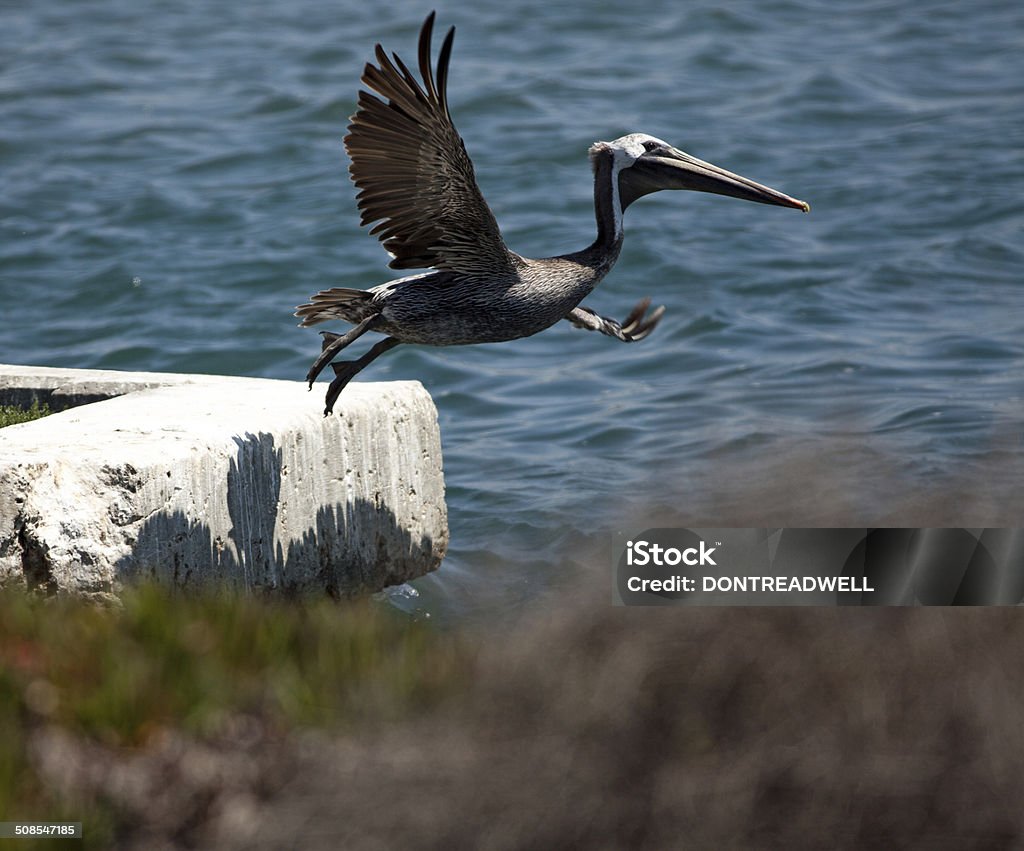 Pelican Leaping Into Flight This brown pelican leaps off the sea wall to start his flight. The low sun casts his feathery shadow on the wall. Animal Body Part Stock Photo