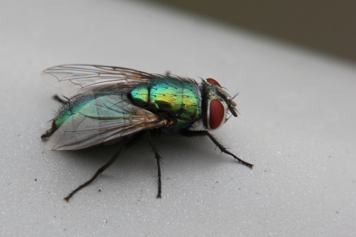 Green bottle fly (Lucilia) sitting on railing.
