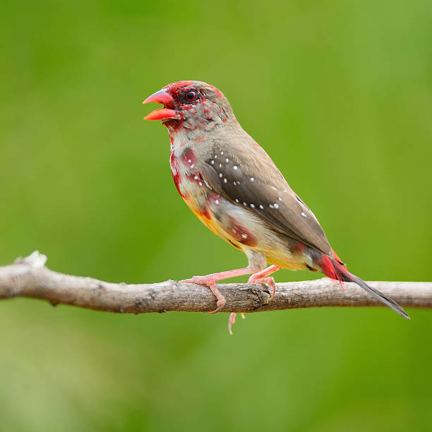 istock juvenile male Red Avadavat 508547305