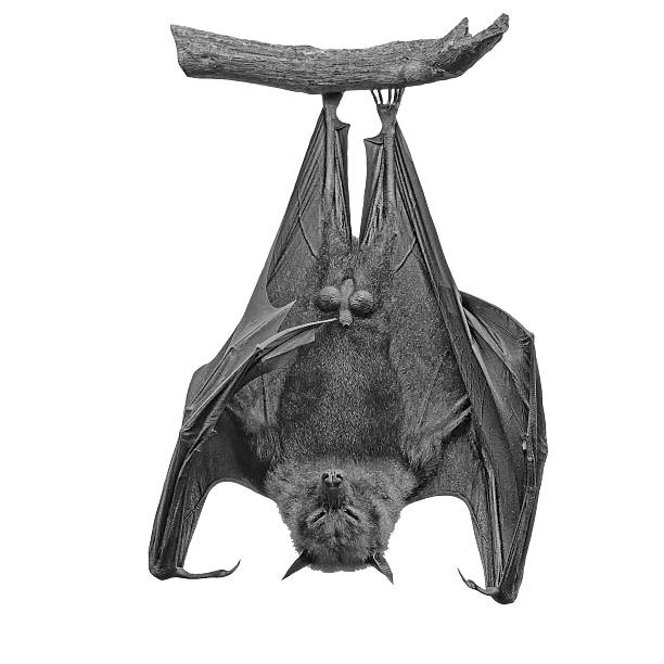 Flying Fox Stock Photo - Download Image Now - Bat - Animal, Hanging, Upside  Down - iStock