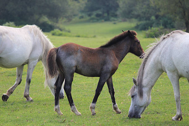 istock Brown and white New Forest ponies / wild horses / foal image 508547461