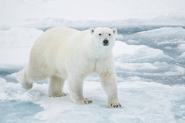 ours polaire sur plaque de glace - ours polaire photos et images de collection