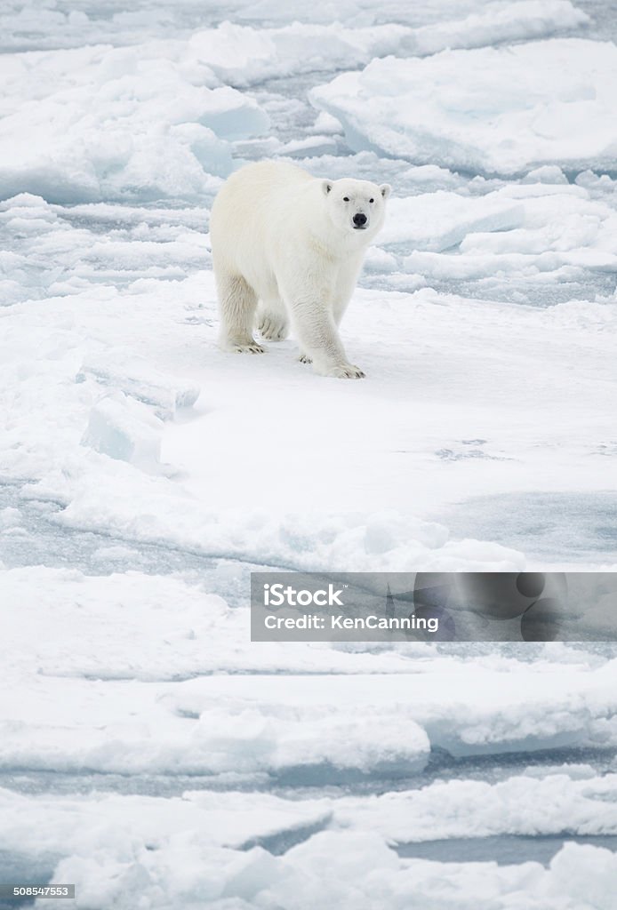 Polar Bear on Pack Ice Polar Bear on Pack Ice   Arctic Stock Photo