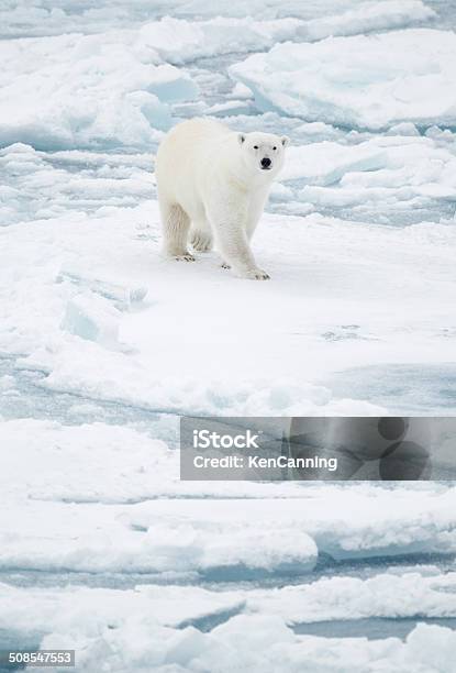 Polar Bear On Pack Ice Stock Photo - Download Image Now - Arctic, Iceberg - Ice Formation, Polar Bear