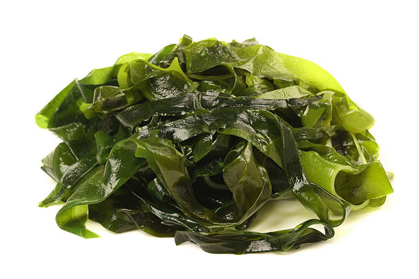 istock Laminaria (Kelp) Seaweed Isolated on White Background 508547848