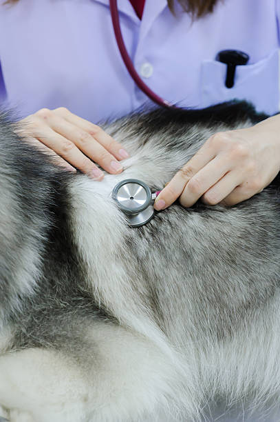 istock veterinarian examining cute siberian husky 508548109
