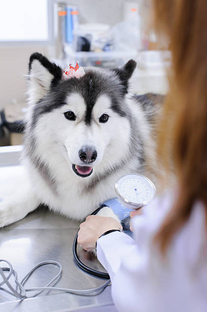 istock veterinarian examining cute siberian husky 508548177
