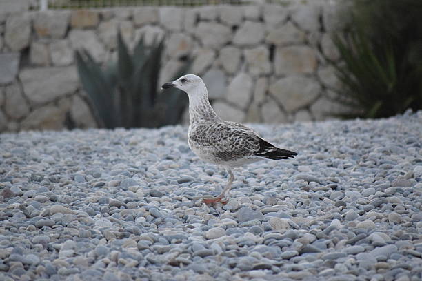 Gull on the Mediterranean Shore stock photo