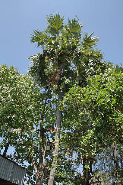 Teenager climbing a palm tree Flores, Indonesia- September 23, 2009: Teenager climbing nimbly a palm tree to collect coconuts in Flores island, Indonesia. nimbly stock pictures, royalty-free photos & images