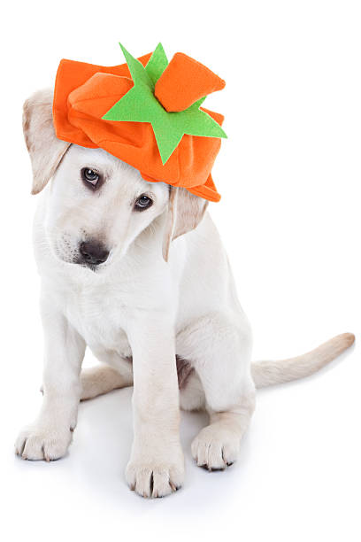 istock Thanksgiving Pumpkin Dog 508548545