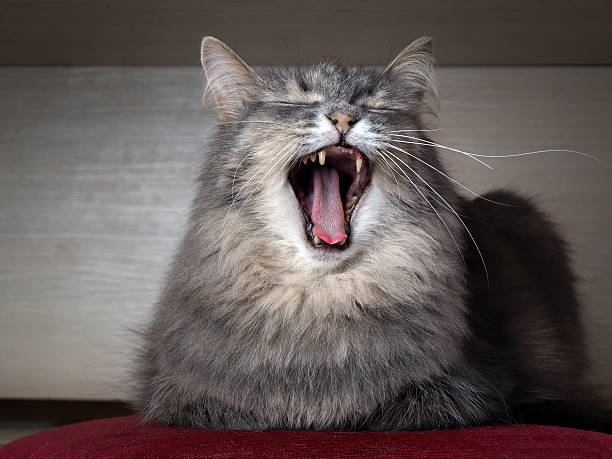 istock The cat yawns widely. 508548620