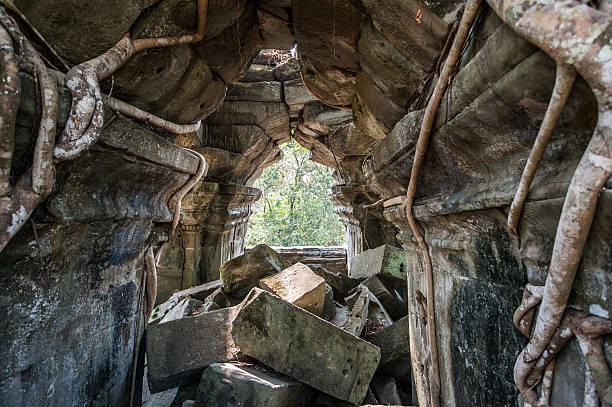 albero con radici rottura attraverso un arco - radice intrecciata foto e immagini stock